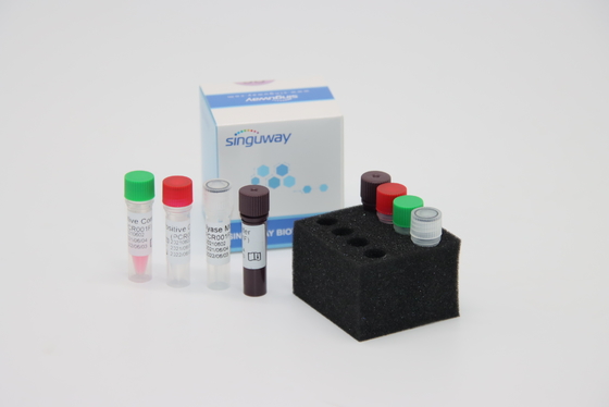 트레포네마 팔리듐 TP 바이러스 휘황한 RT PCR 장비 빠른 HCV 실시간 PCR 장비