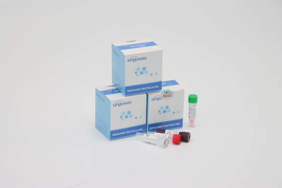 빠른 RSV 바이러스 인스턴트식품 RT PCR 시험 키트 POCT IVD 임상적 진단고 정밀도